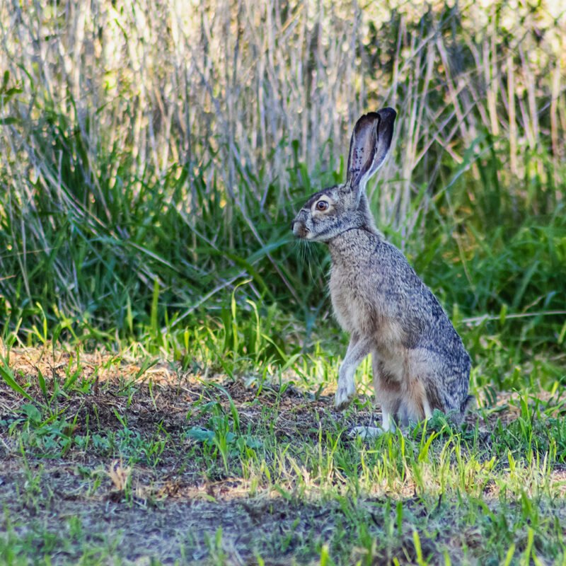 Conejo
